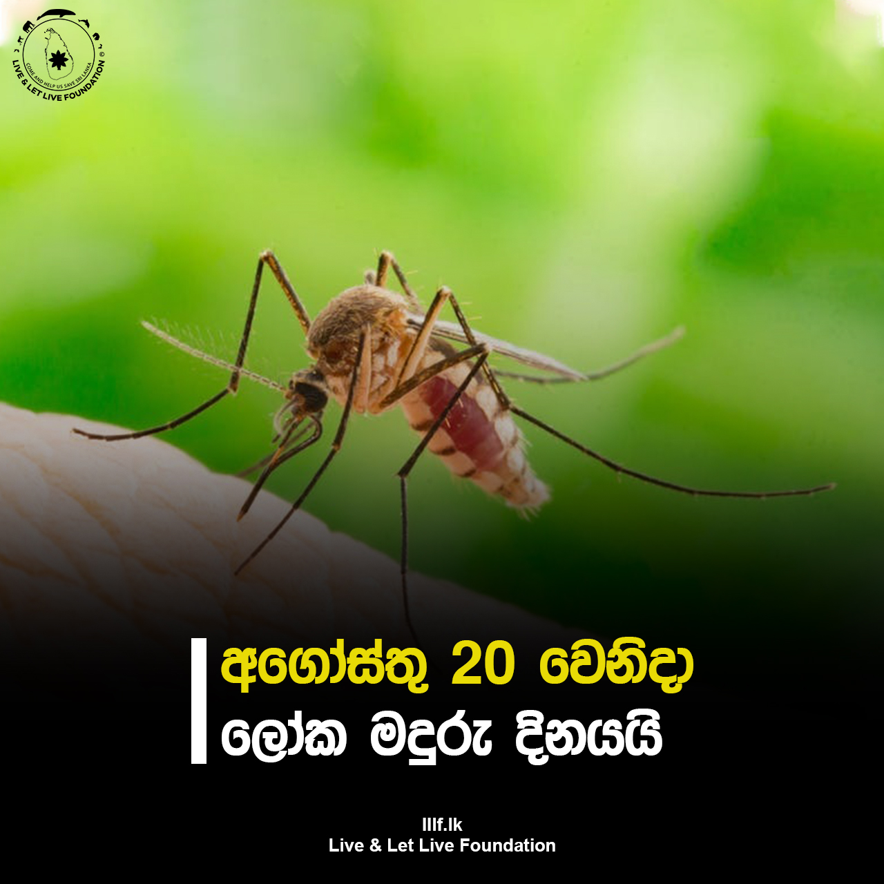 අගෝස්තු 20 වෙනිදා ලෝක මදුරු දිනයයි