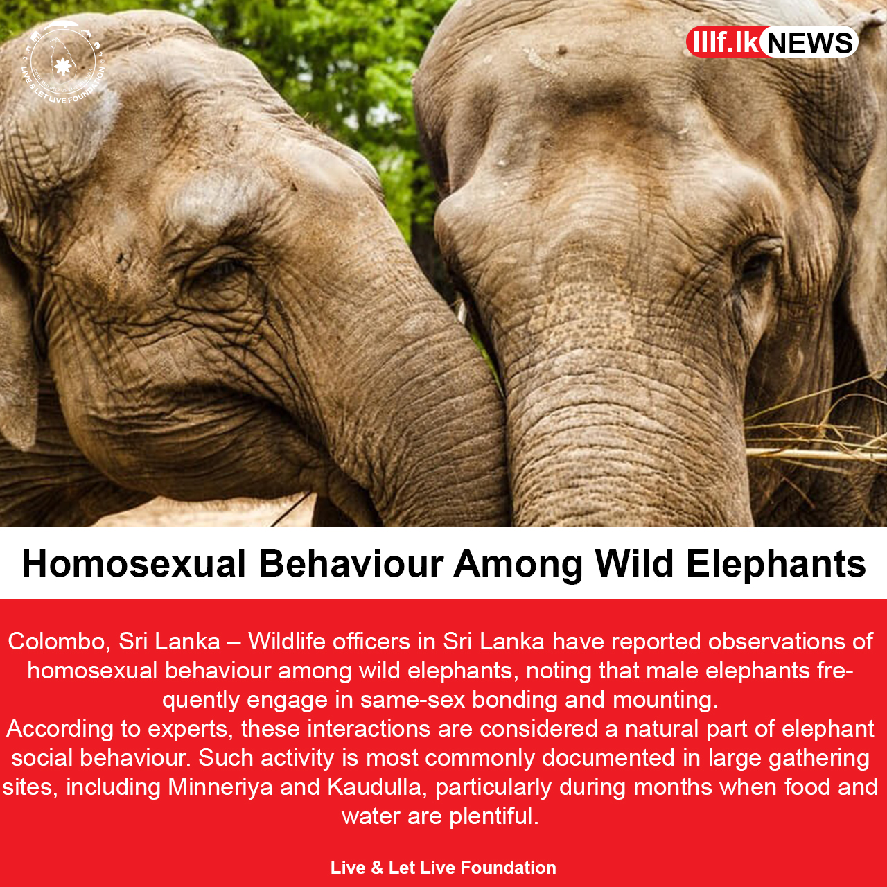 Homosexual Behaviour Among Wild Elephants