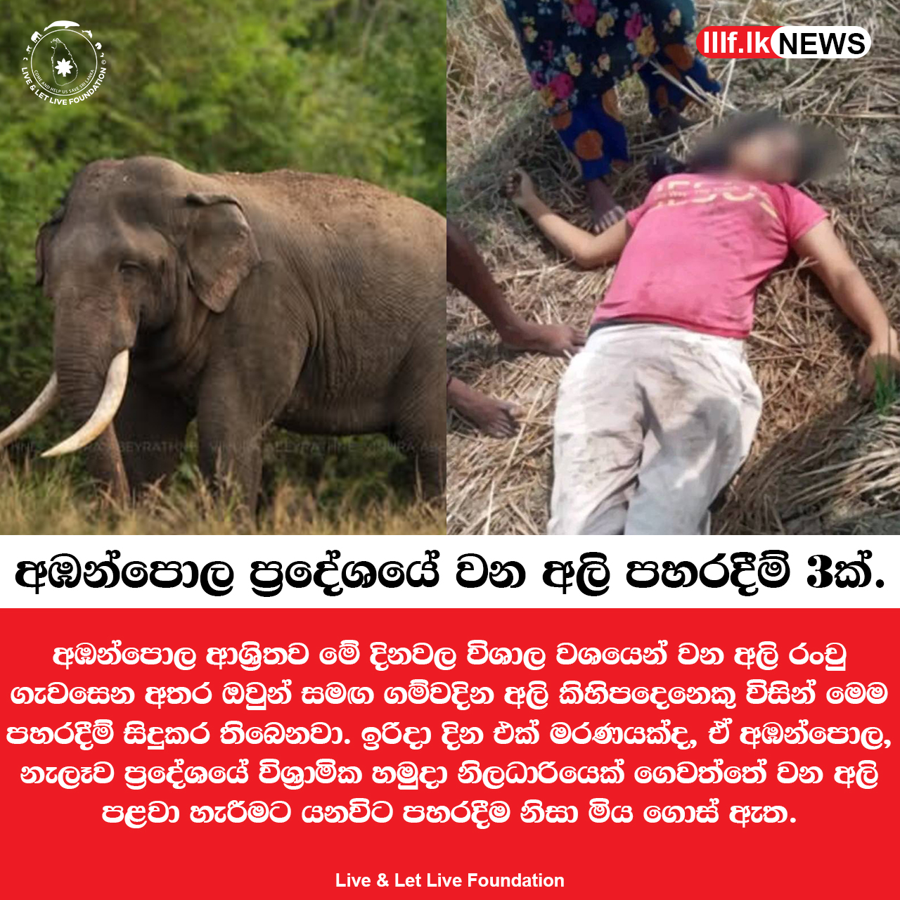 අඹන්පොල ප්‍රදේශයේ වන අලි පහර දීම් තුනක්