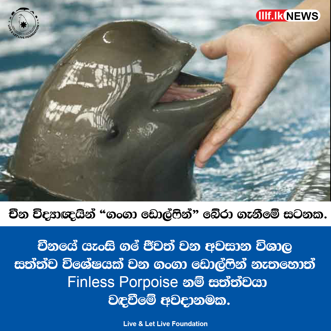 "ගංගා ඩොල්ෆින්" බේරා ගැනීමේ සටනක චීන විද්‍යාඥයින්