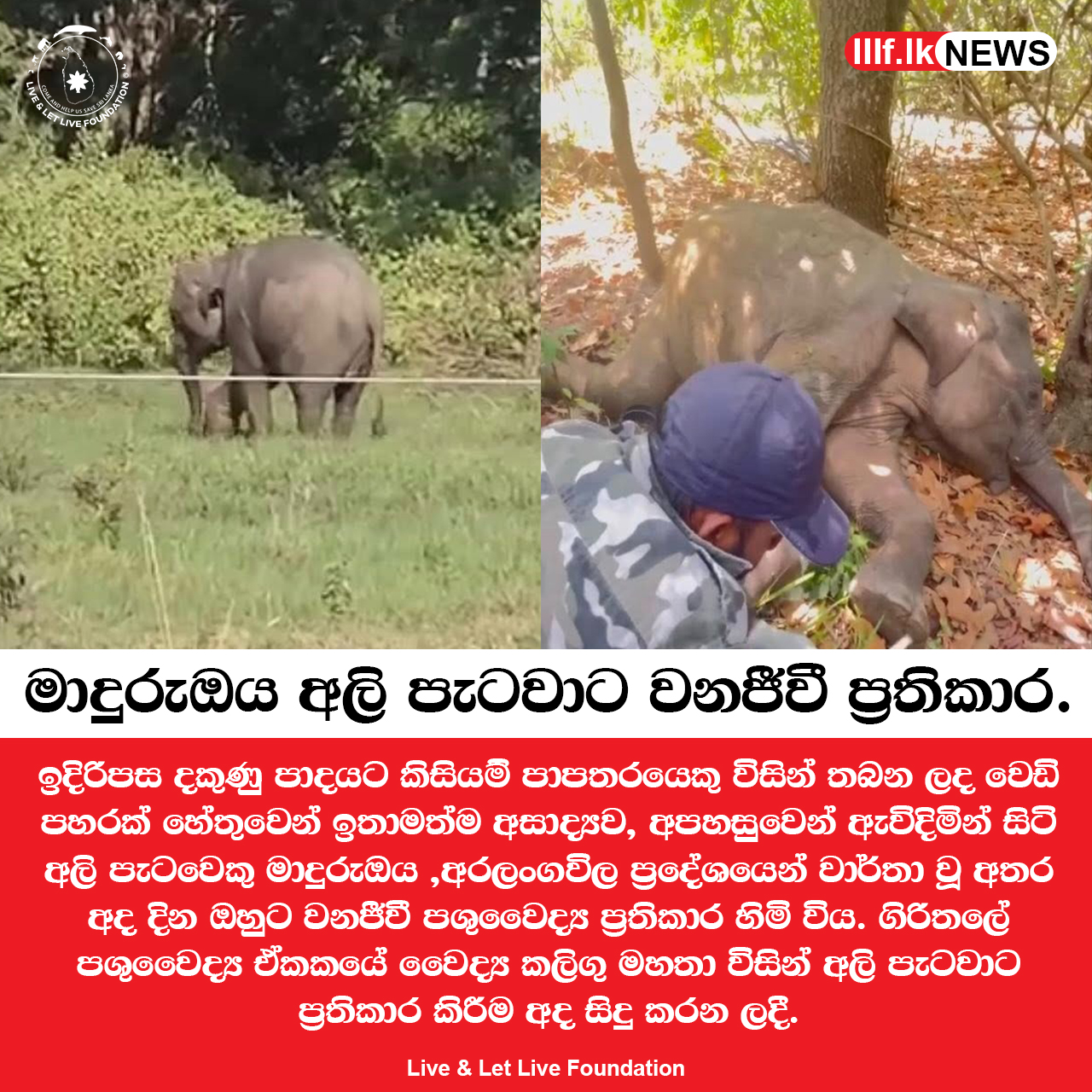 අරලංගවිල , මාදුරුඔය අලි පැටවාට වනජීවී ප්‍රතිකාර 