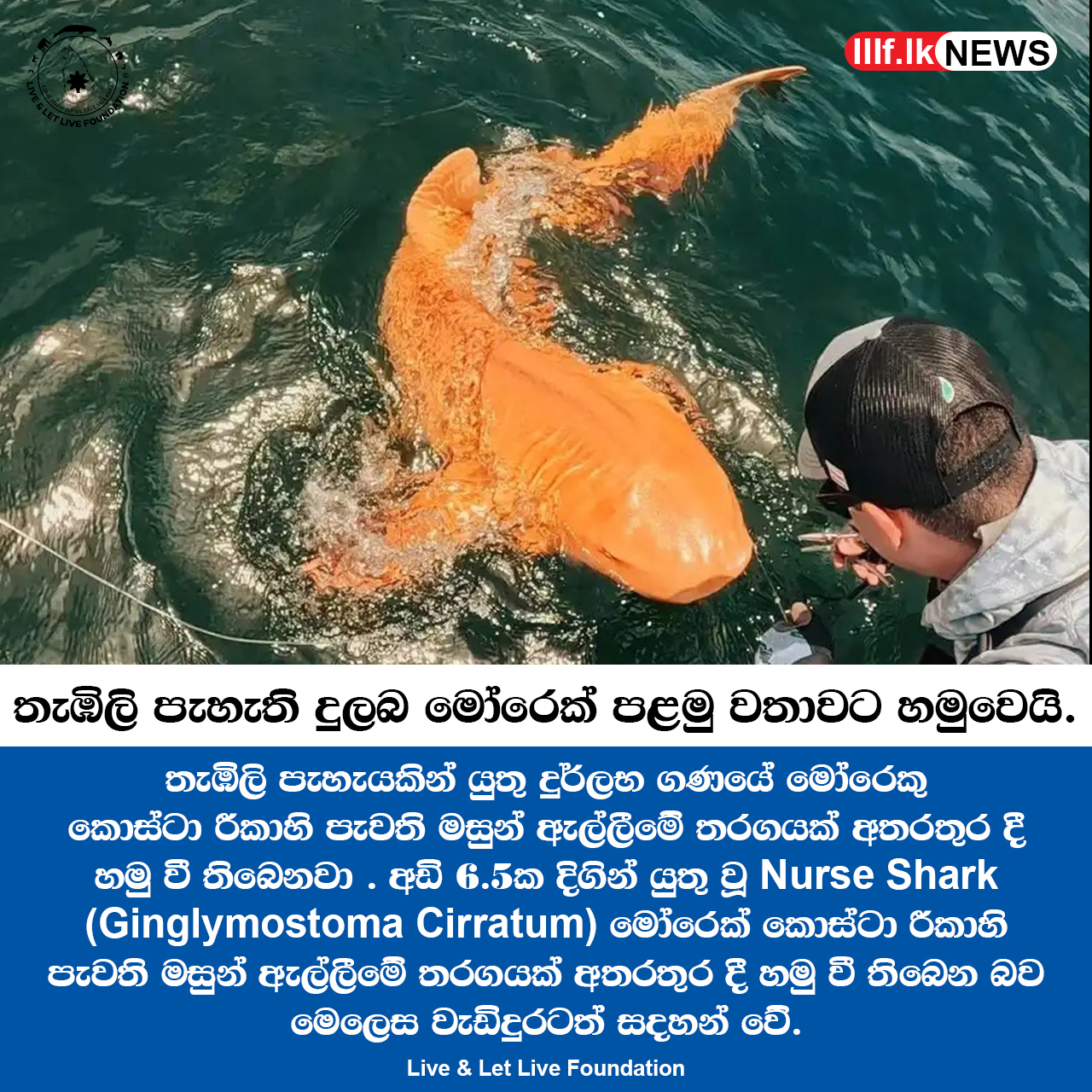 තැඹිලි පැහැති දුලබ මෝරෙක් පළමු වතාවට හමු වෙයි