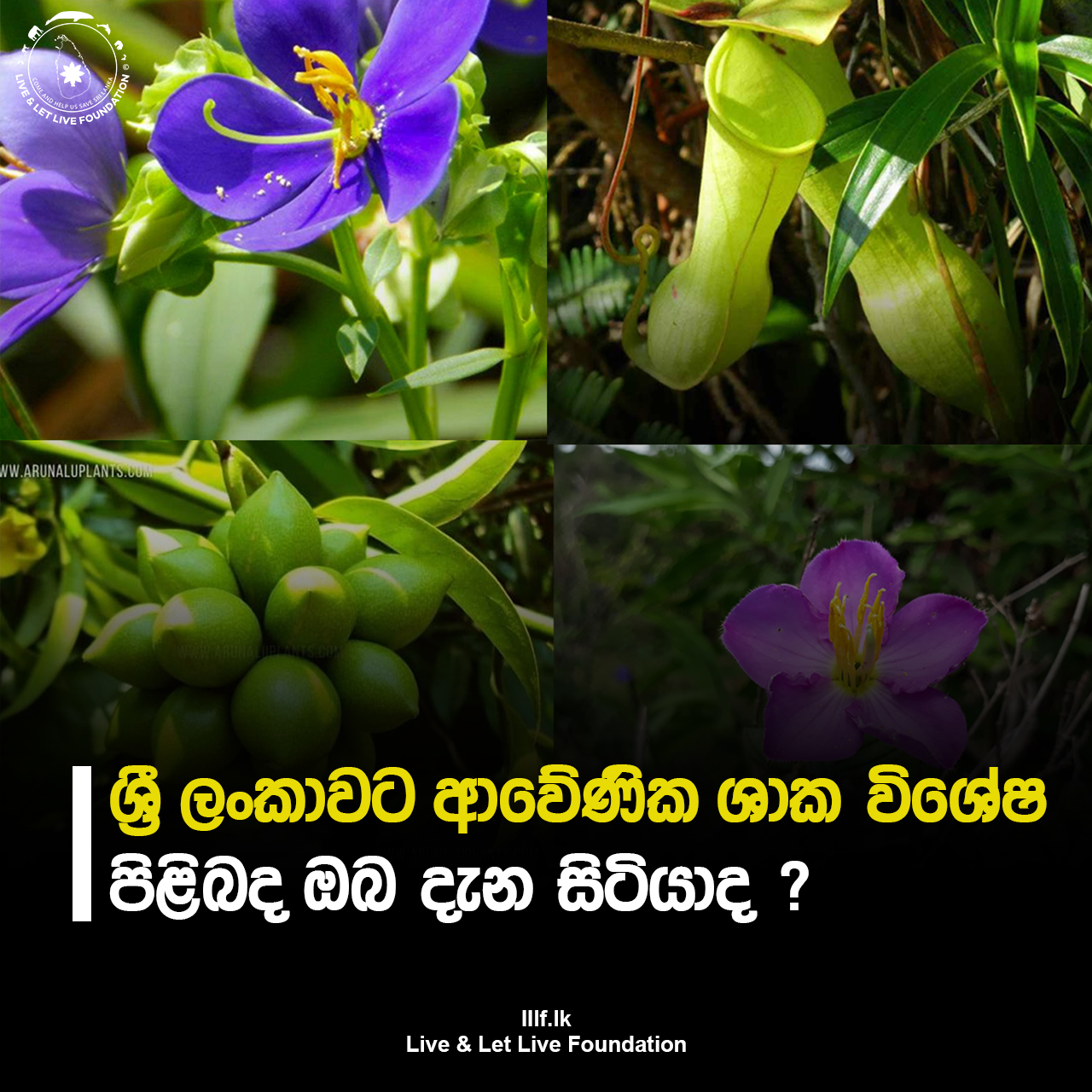 ශ්‍රී ලංකාවට  ආවේණික ශාක විශේෂ පිළිබද ඔබ දැන සිටියාද ?