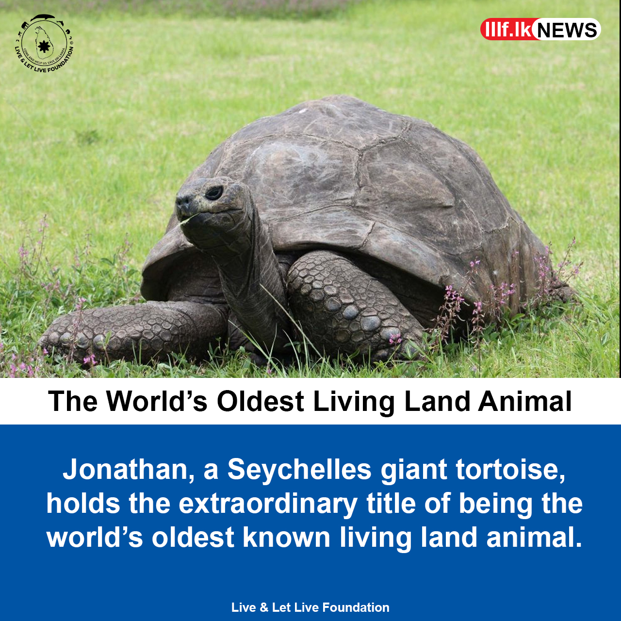 The World’s Oldest Living Land Animal