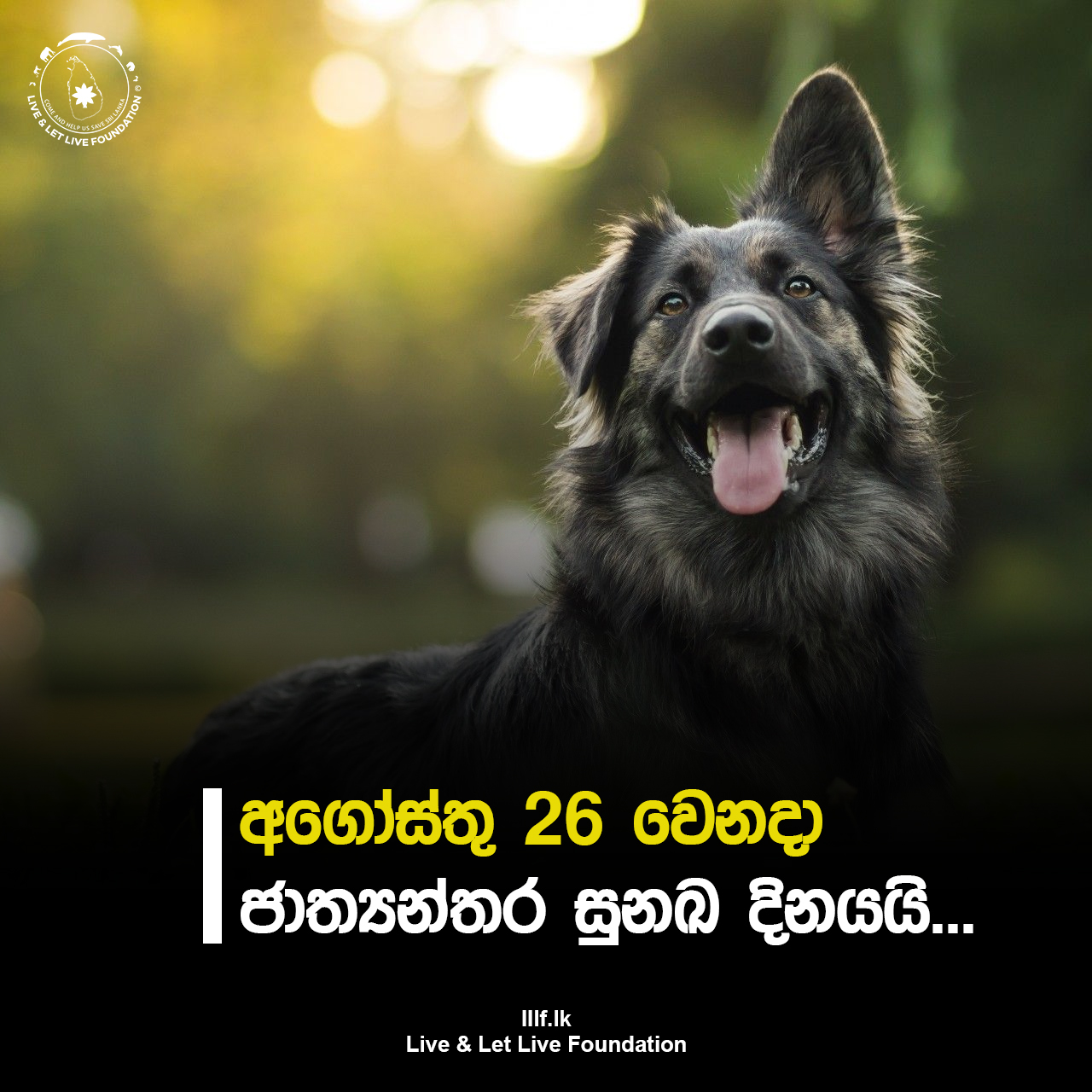 අගෝස්තු 26 වෙනදා ජාත්‍යන්තර සුනඛ දිනයයි