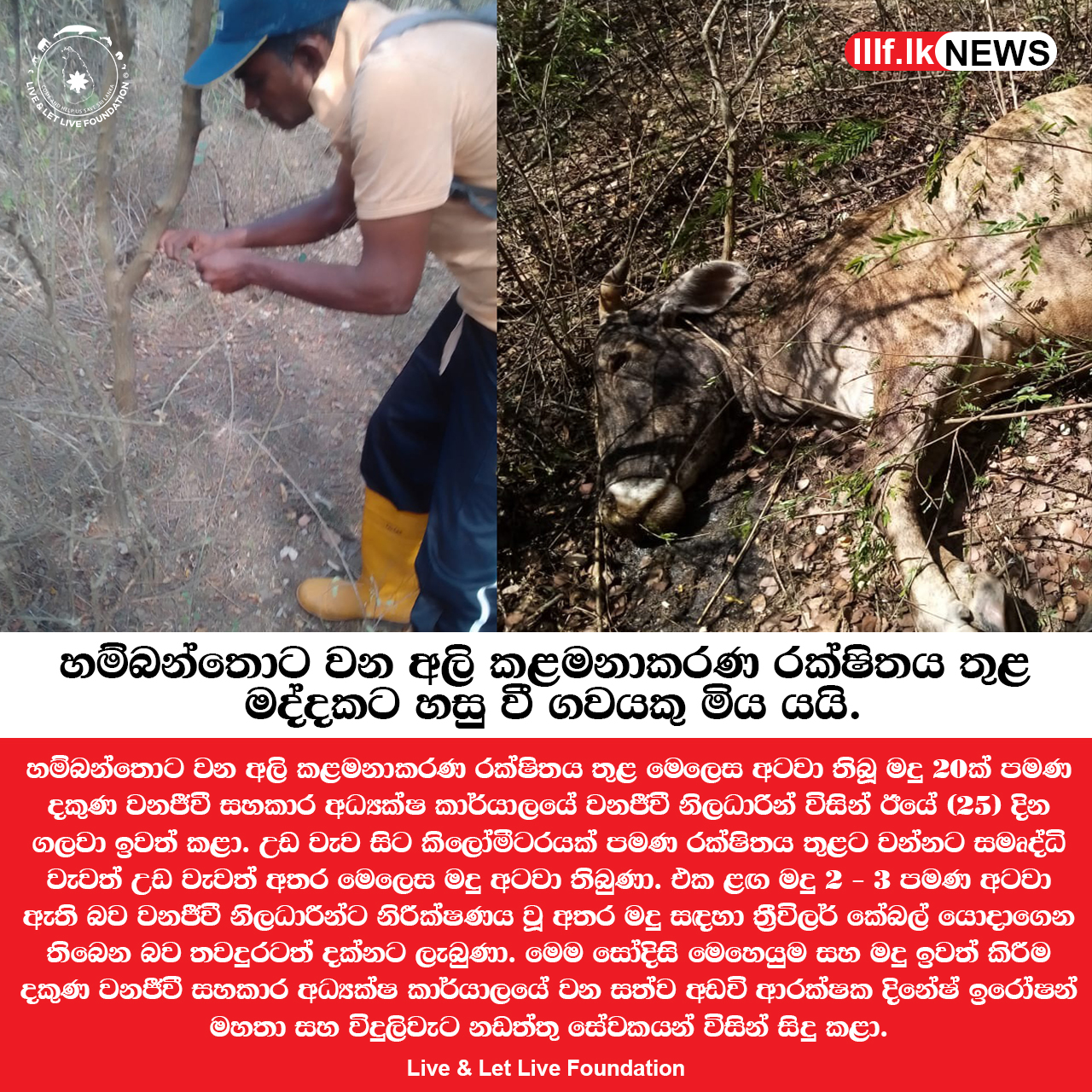 හම්බන්තොට ප්‍රදේශයේ මද්දකට හසු වී ගවයකු මිය යයි