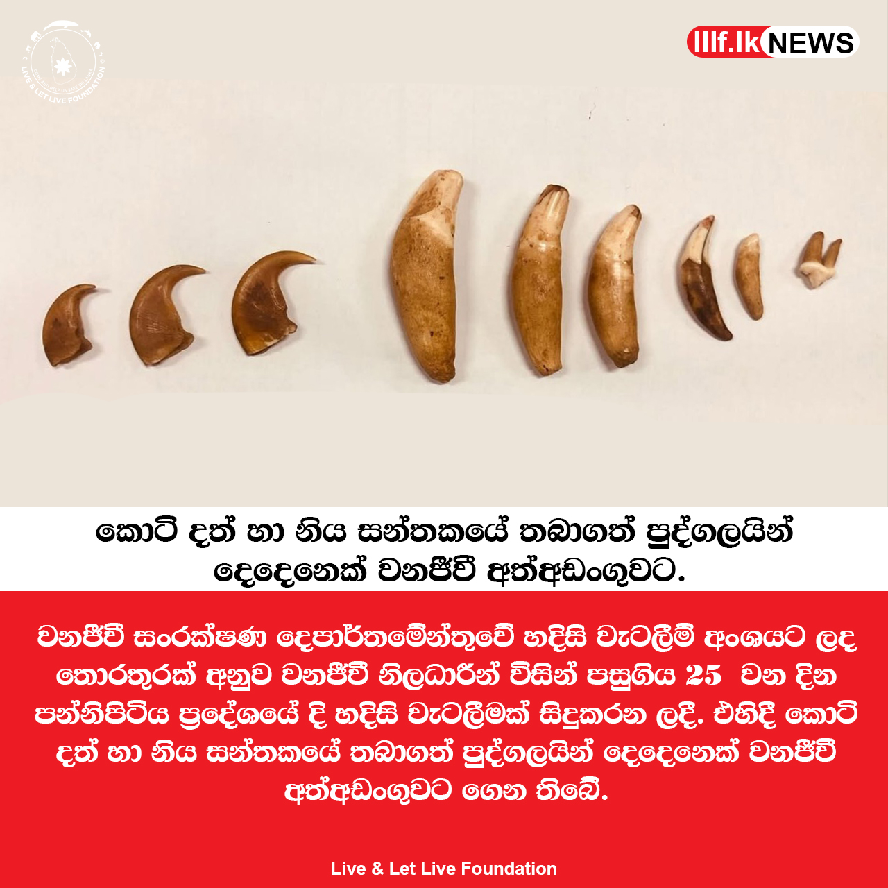 කොටි දත් හා නිය සන්තකයේ තබාගත් පුද්ගලයින් දෙ⁣දෙනෙක් වනජීවී අත්අඩංගුවට