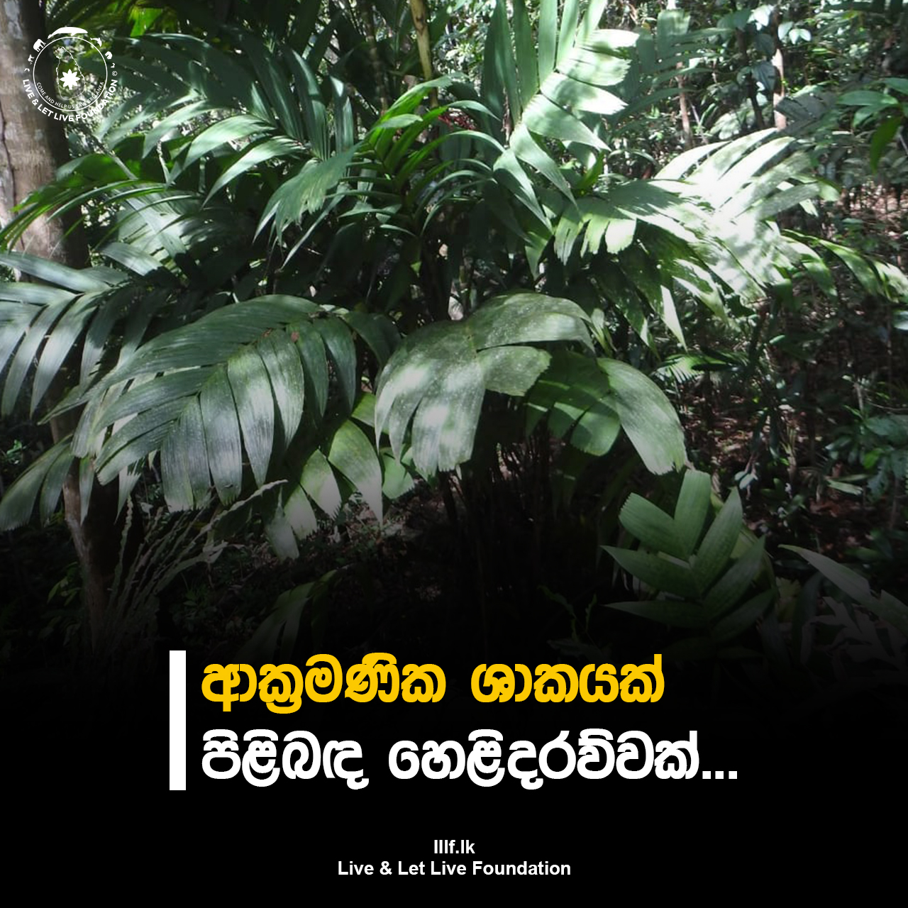 ආක්‍රමණීක ශාකයක් පිළිබද හෙළිදරව්වක්