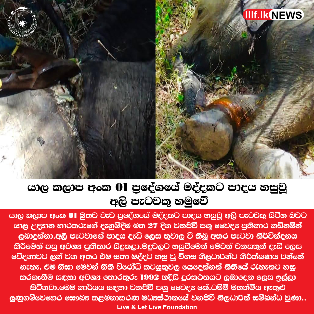 යාල කලාප අංක 01 බුතව වැව ප්‍රදේශයේ මද්දකට පාදය හසුවූ අලි පැටවකු හමුවේ