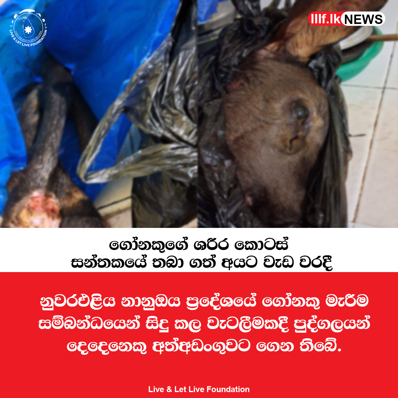 ගෝනකුගේ ශරීර කොටස් සන්තකයේ තබා ගත් අයට වැඩ වරදී