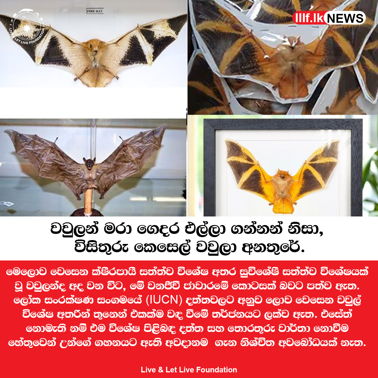 වවුලන් මරා ගෙදර එල්ලා ගන්නන් නිසා  විසිතුරු කෙසෙල් වවුලා අනතුරේ
