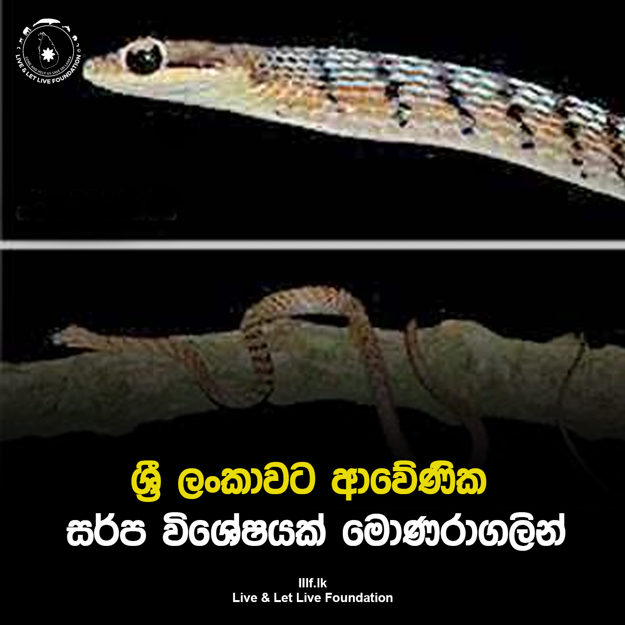 ශ්‍රී ලංකාවට ආවේණික සර්ප විශේෂයක් මොණරාගලින්