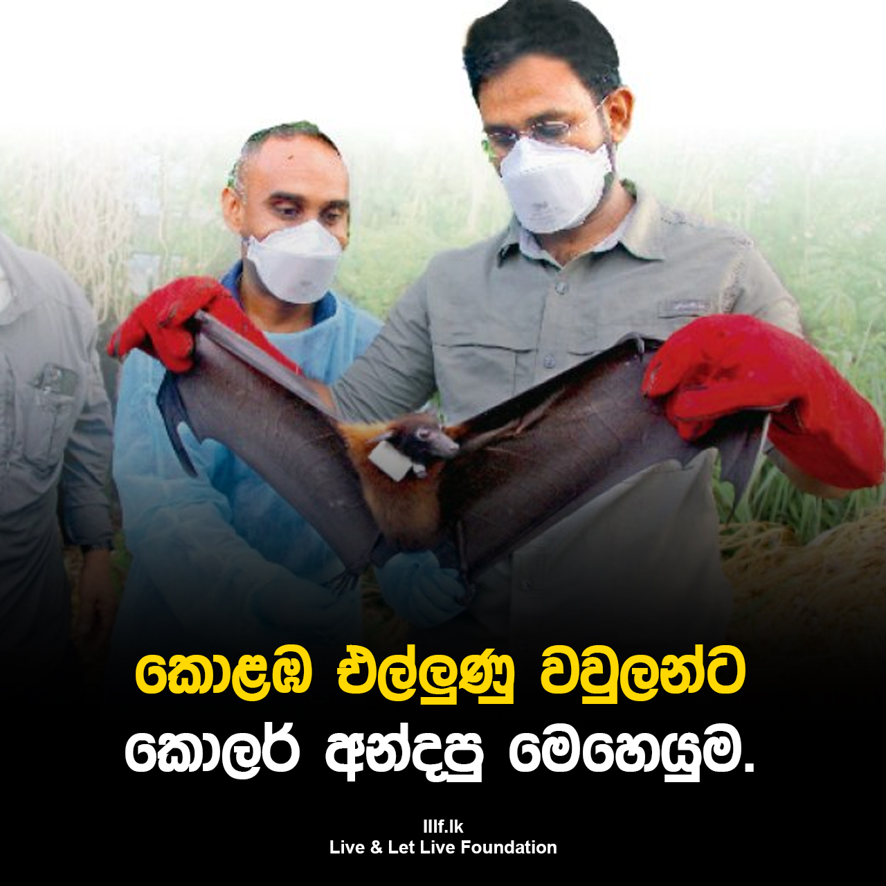 කොළඹ එල්ලුණු වවුලන්ට  කොලර් අන්දපු මෙහෙයුම