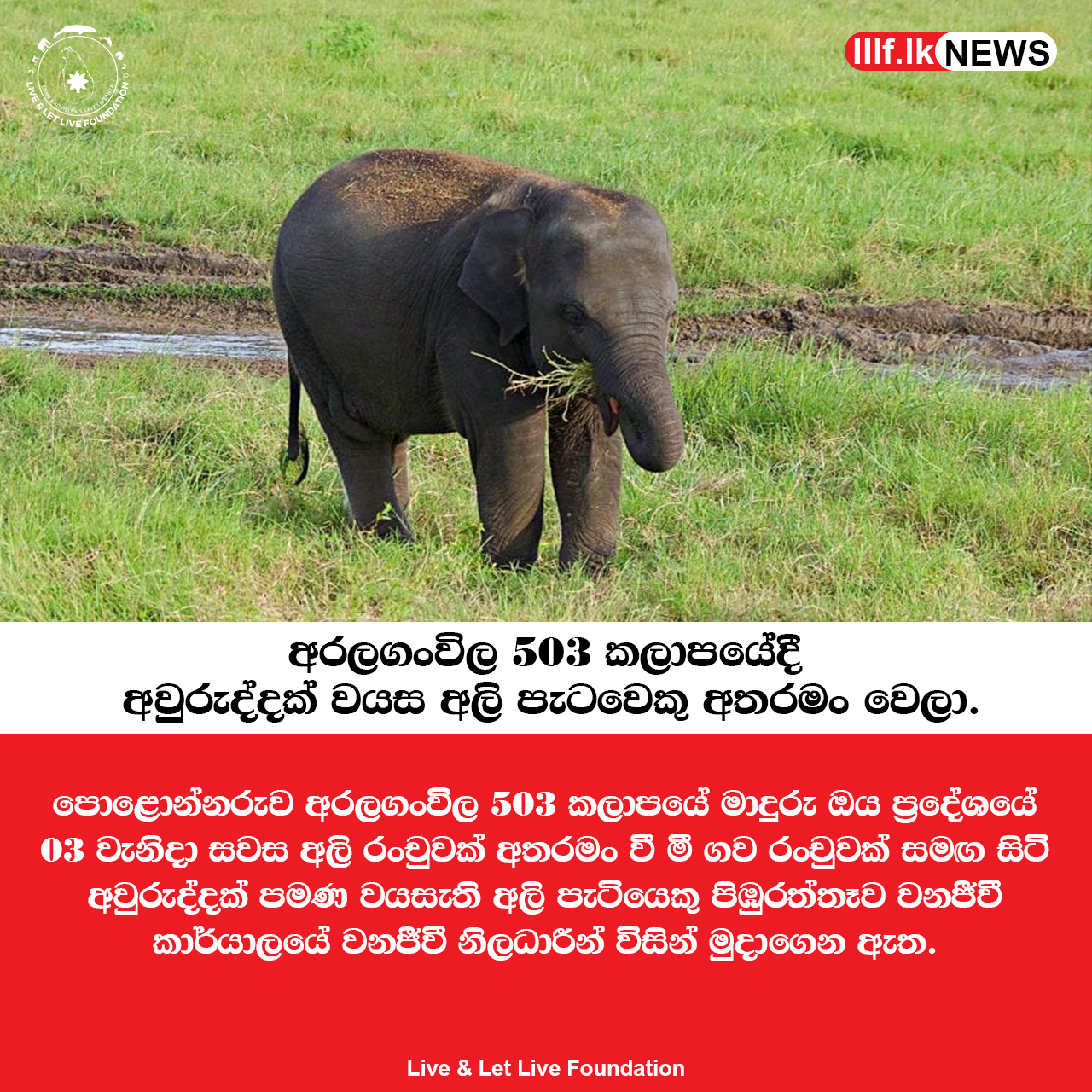 අරලගංවිල දී අතරමං වූ අලි පැටවා වනජීවී නිලධාරීන් විසින් මුදාගැනේ