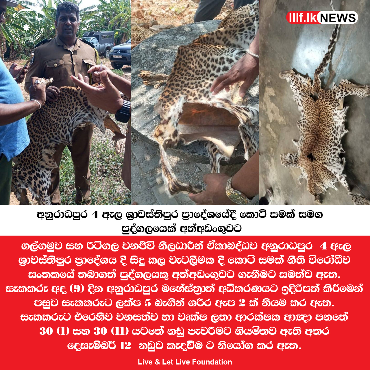 කොටි සමක් නීති විරෝධීව සංතකයේ තබාගත් පුද්ගලයකු අත්අඩංගුවට