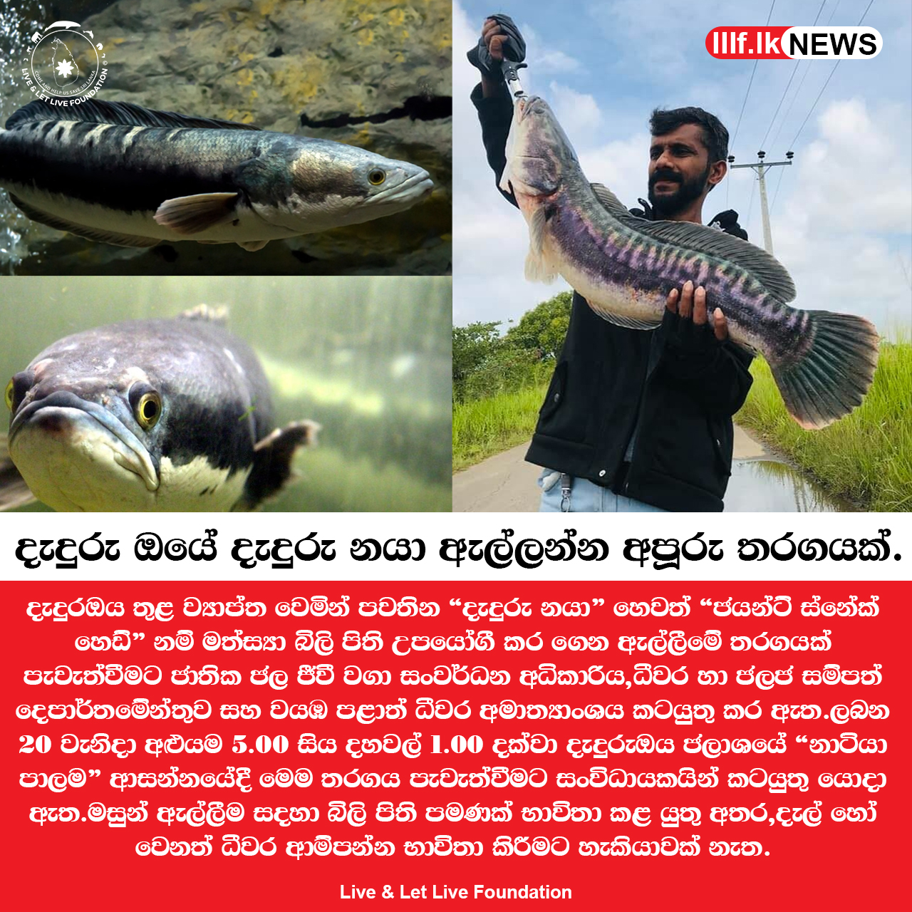 දැදුරු ඔයේ දැදුරු නයා අල්ලන්න අපූරු තරගයක්