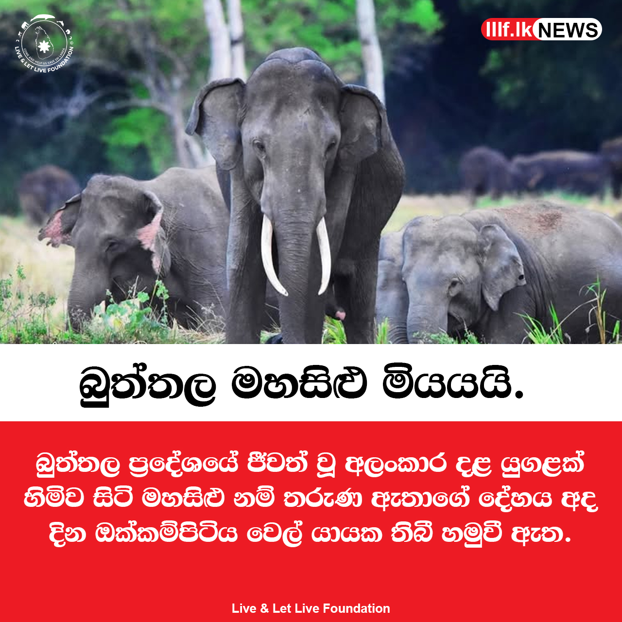 අලංකාර දළ යුගළක් හිමි කම් කී බුත්තල මහසිළු මියයයි 