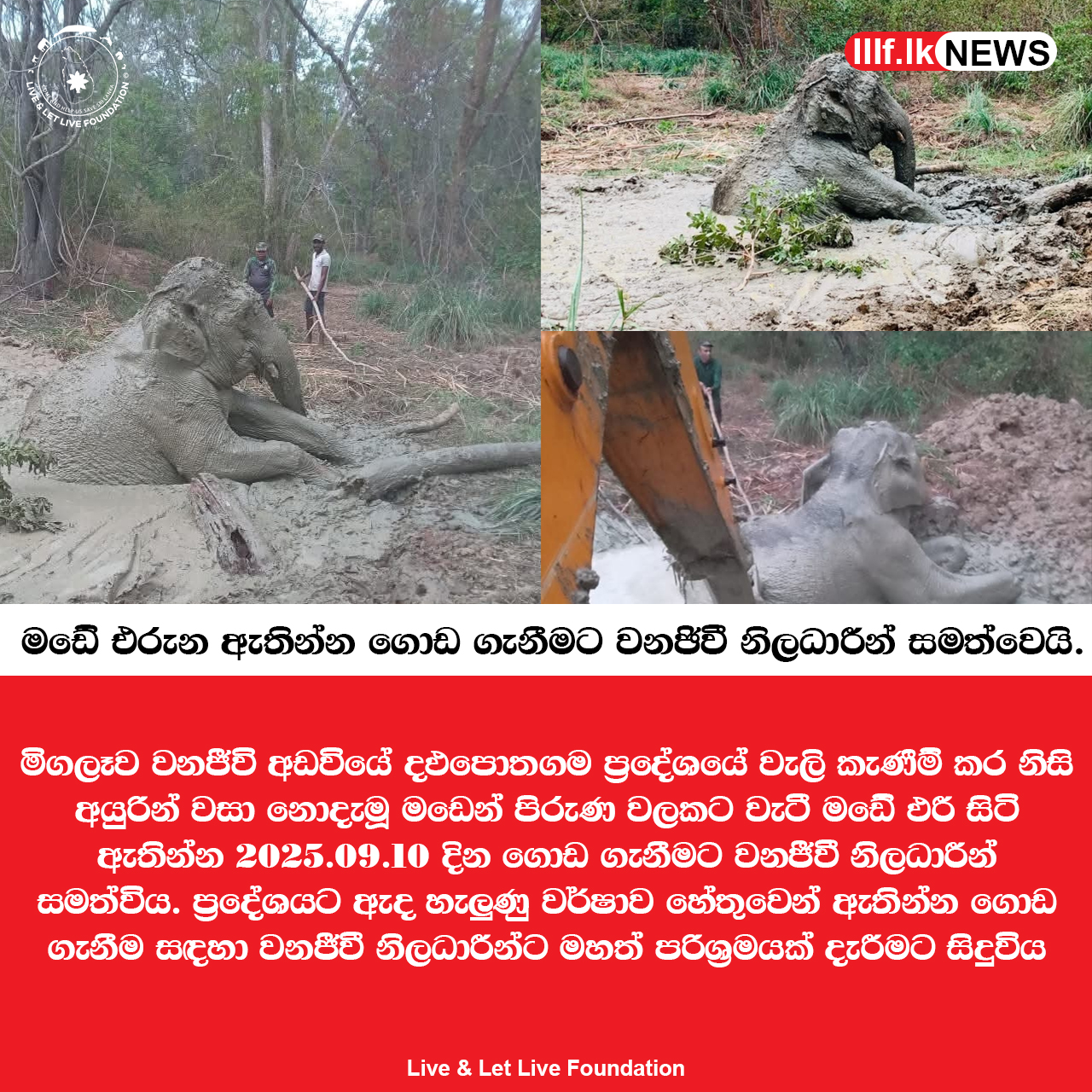 මඩේ ඵරී සිටි ඇතින්නව සාර්ථකව ගොඩට ගැනුණී