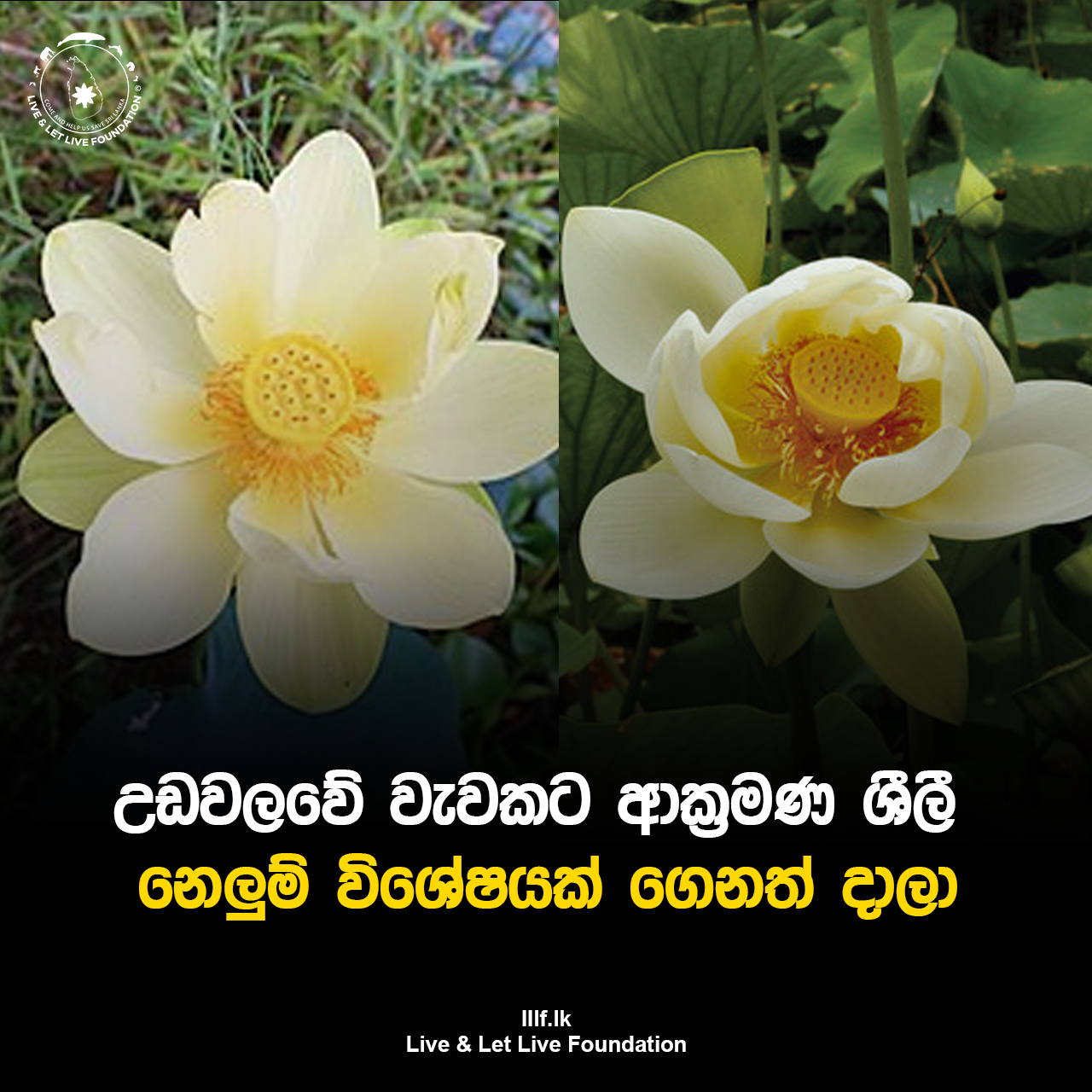 උඩවලවේ වැවකට ආක්‍රමණශීලි නෙළුම් විශේෂයක් ගෙනැත් දාලා