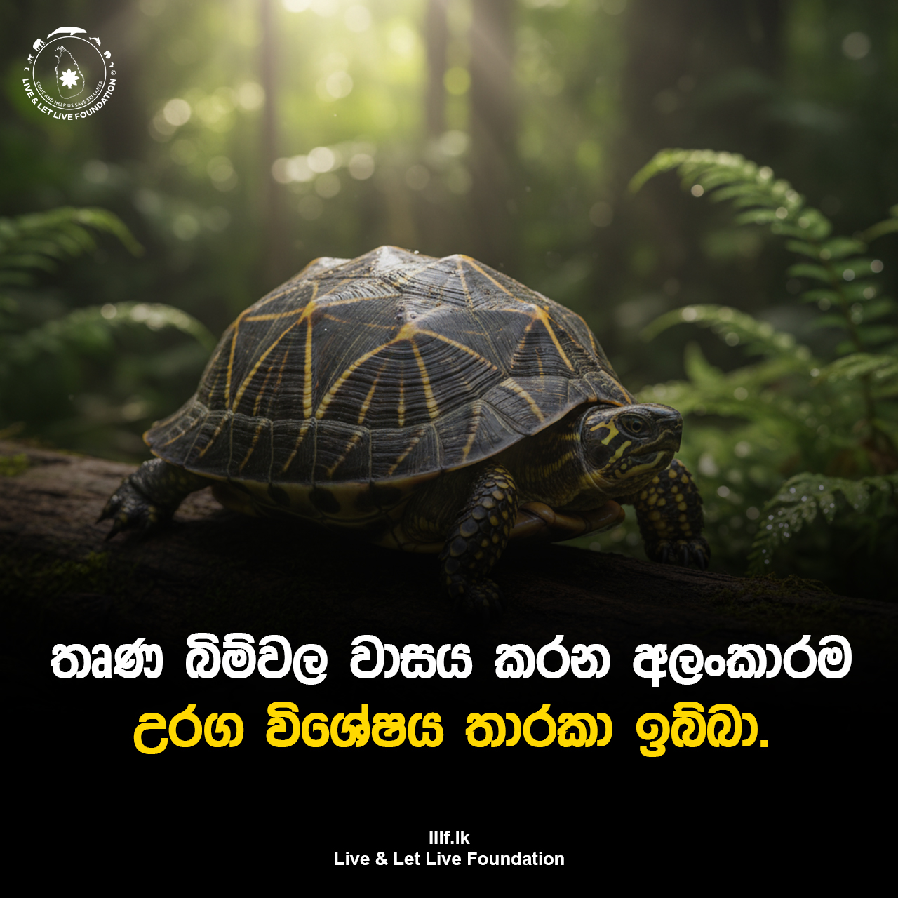 තෘණ බිම්වල වාසය කරන අලංකාරම උරග විශේෂයකි තාරකා ඉබ්බා (Geochelone elegans)