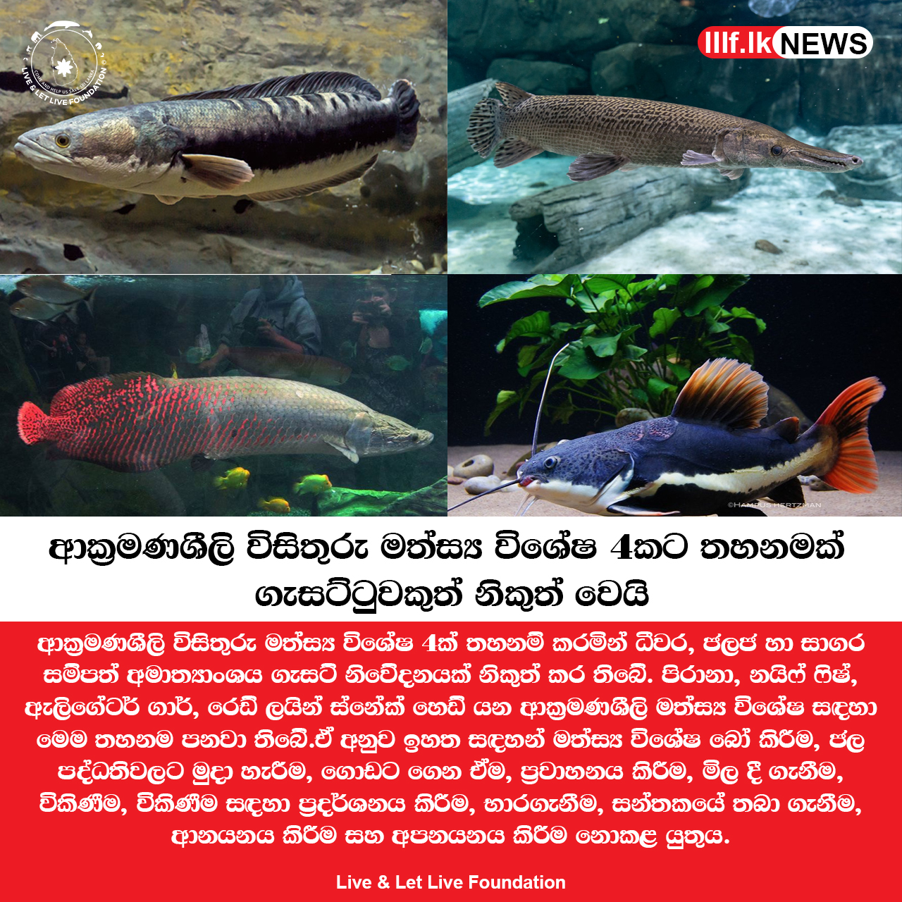 ආක්‍රමණශීලි විසිතුරු මත්ස්‍ය විශේෂ 4කට තහනමක් - ගැසට්ටුවකුත් නිකුත් වෙයි