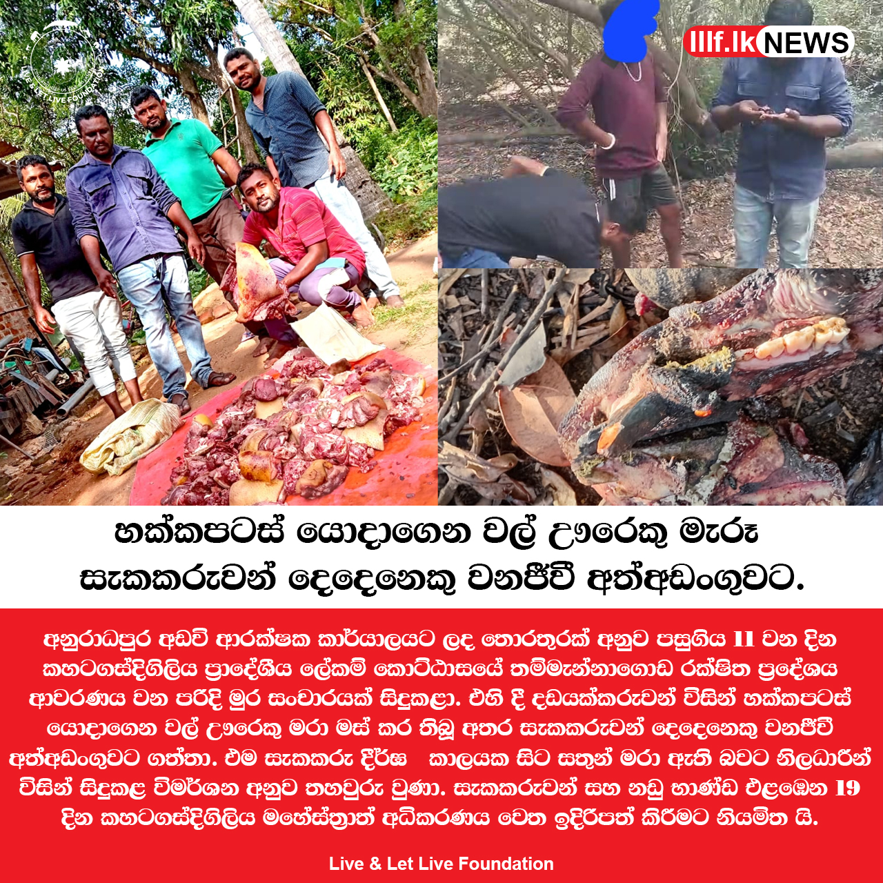 හක්කපටස් යොදාගෙන වල් ඌරෙකු මරා මස් කර තිබූ අතර සැකකරුවන් දෙදෙනෙකු වනජීවී අත්අඩංගුවට