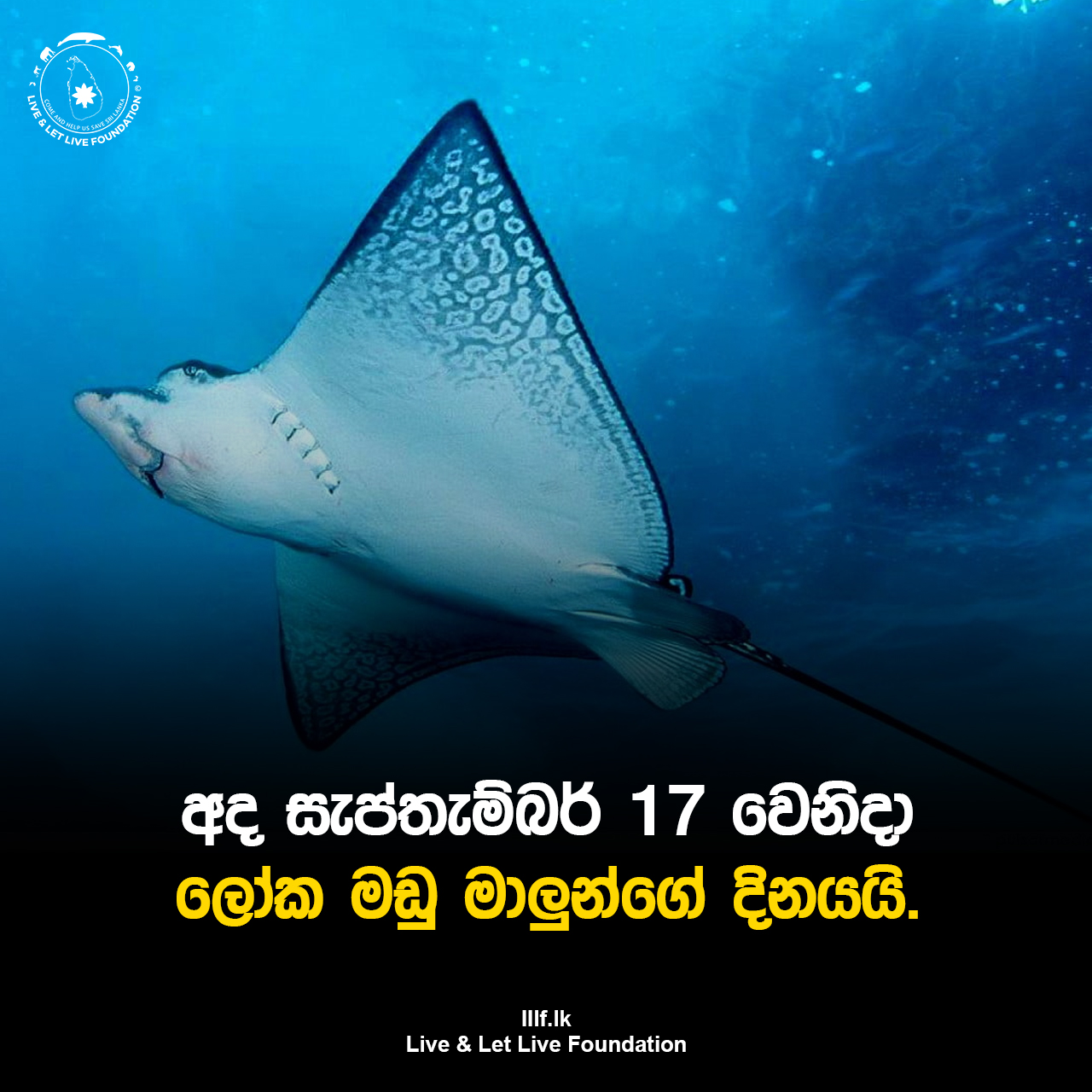 අද  සැප්තැම්බර් 17 වෙනිදා ලෝක මඩු මාලුන්ගේ දිනයයි