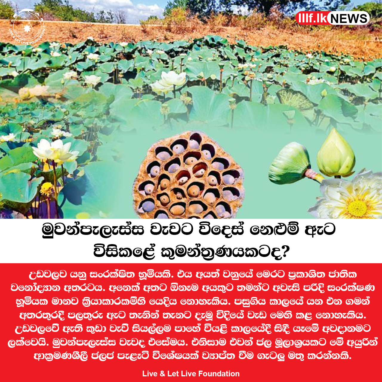 මුවන්පැලැස්ස වැවට විදෙස් නෙලුම් ඇට විසි කළේ කුමන්ත්‍රණයකටද?
