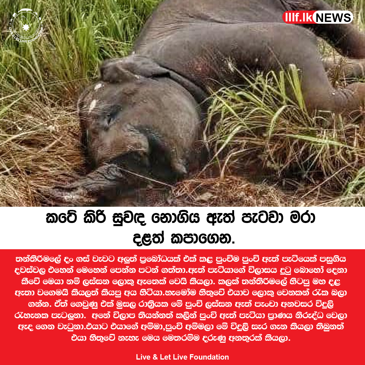 කටේ කිරි සුවඳ නොගිය ඇත් පැටවා මරා දළත් කපාගෙන