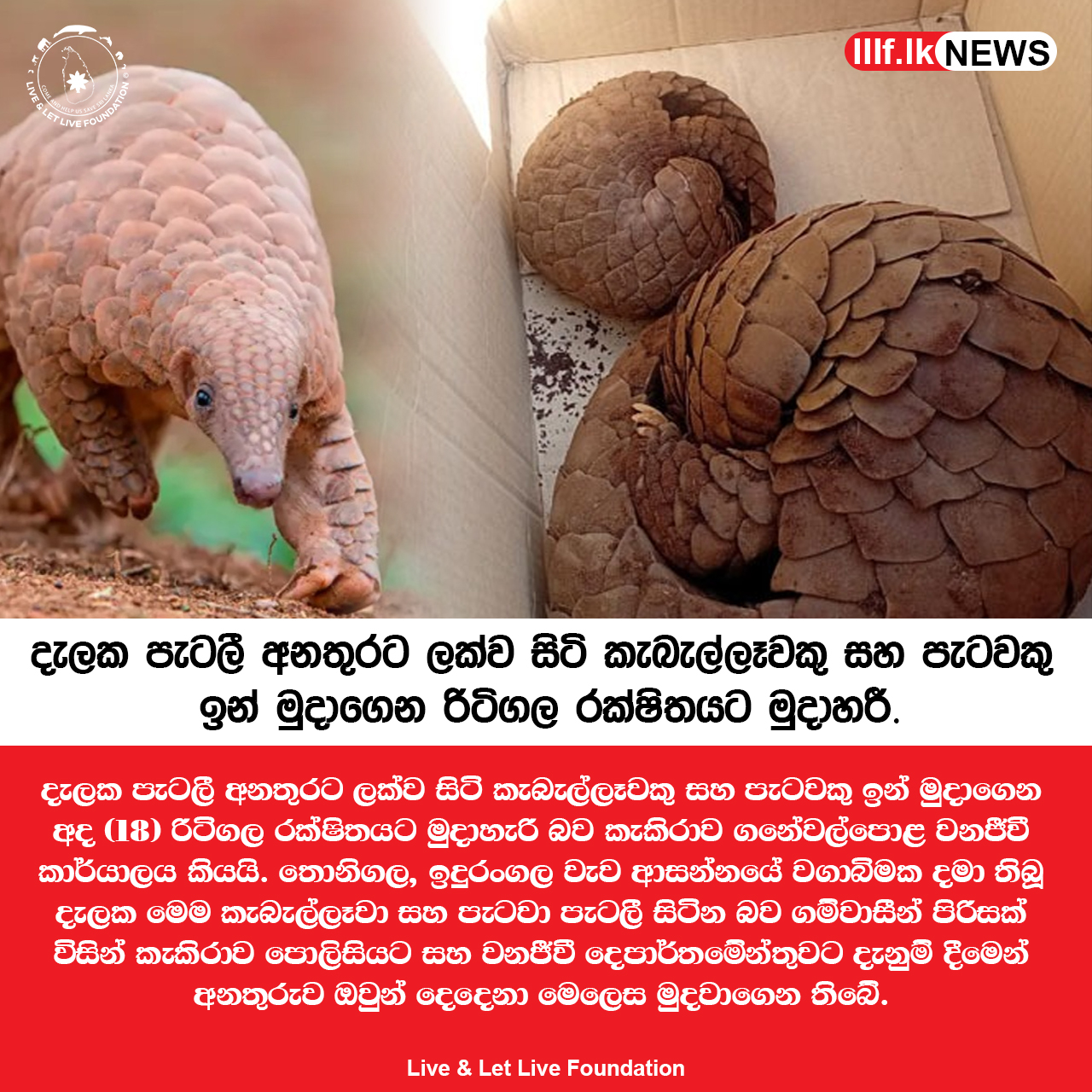 දැලක පැටලී සිටි කැබැල්ලෑවකු සහ පැටවකු බේරා ගත් නිරුපද්‍රිතව රක්ෂිතයට මුදා හරී 