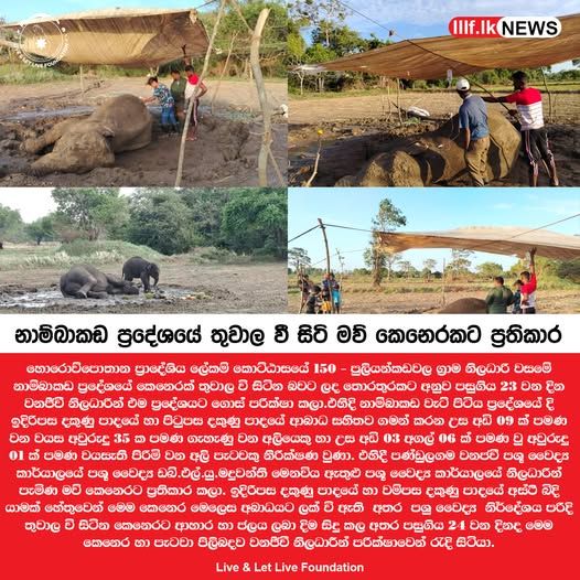 තුවාල වී සිටි මව් කෙනෙරකට ප්‍රතිකාර