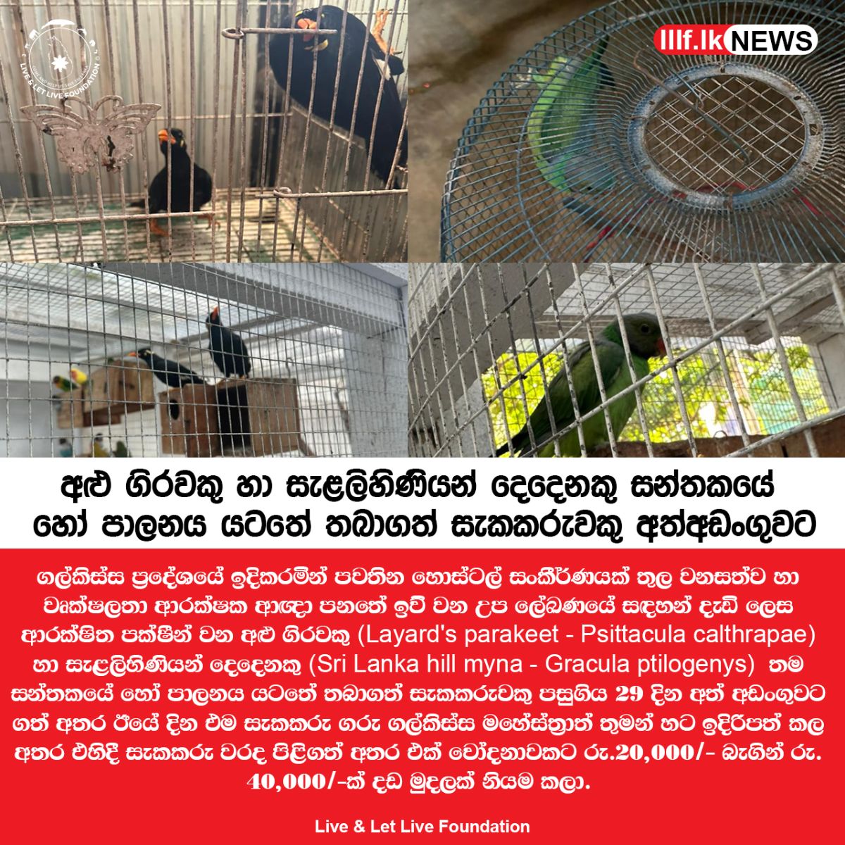 අළු ගිරවකු හා සැළලිහිණියන්  දෙදෙනකු සන්තකයේ හෝ පාලනය යටතේ තබාගත් සැකකරුවකු අත්අඩංගුවට