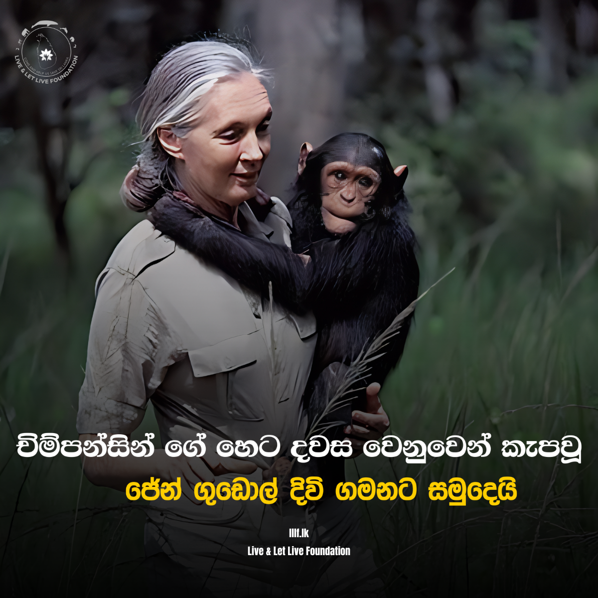 චිම්පන්සින් ගේ හෙට දවස වෙනුවෙන් කැපවූ ජේන් ගුඩොල් දිවි ගමනට සමුදෙයි