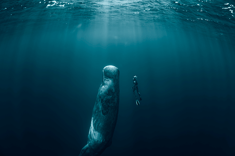Tudo o que você precisa saber para NÃO assistir ao filme “Dentro da Baleia”