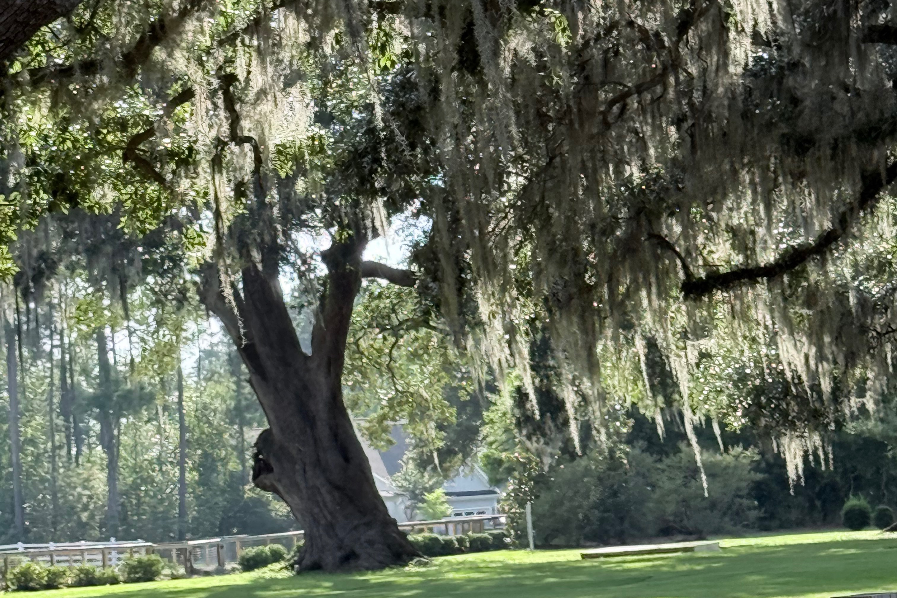 Live Oak trees in South Carolina