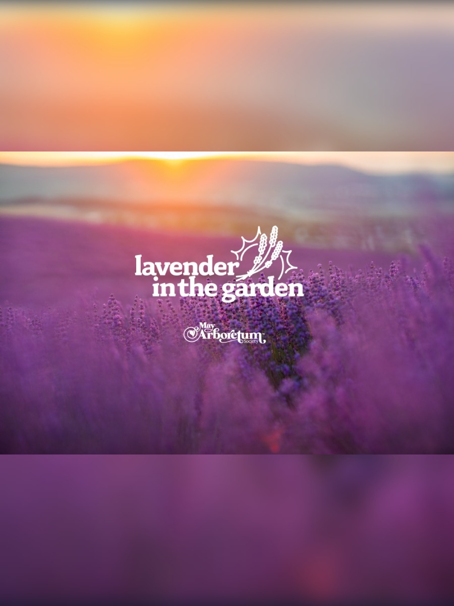 Lavender In The Garden