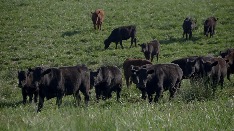 Fairway Farms