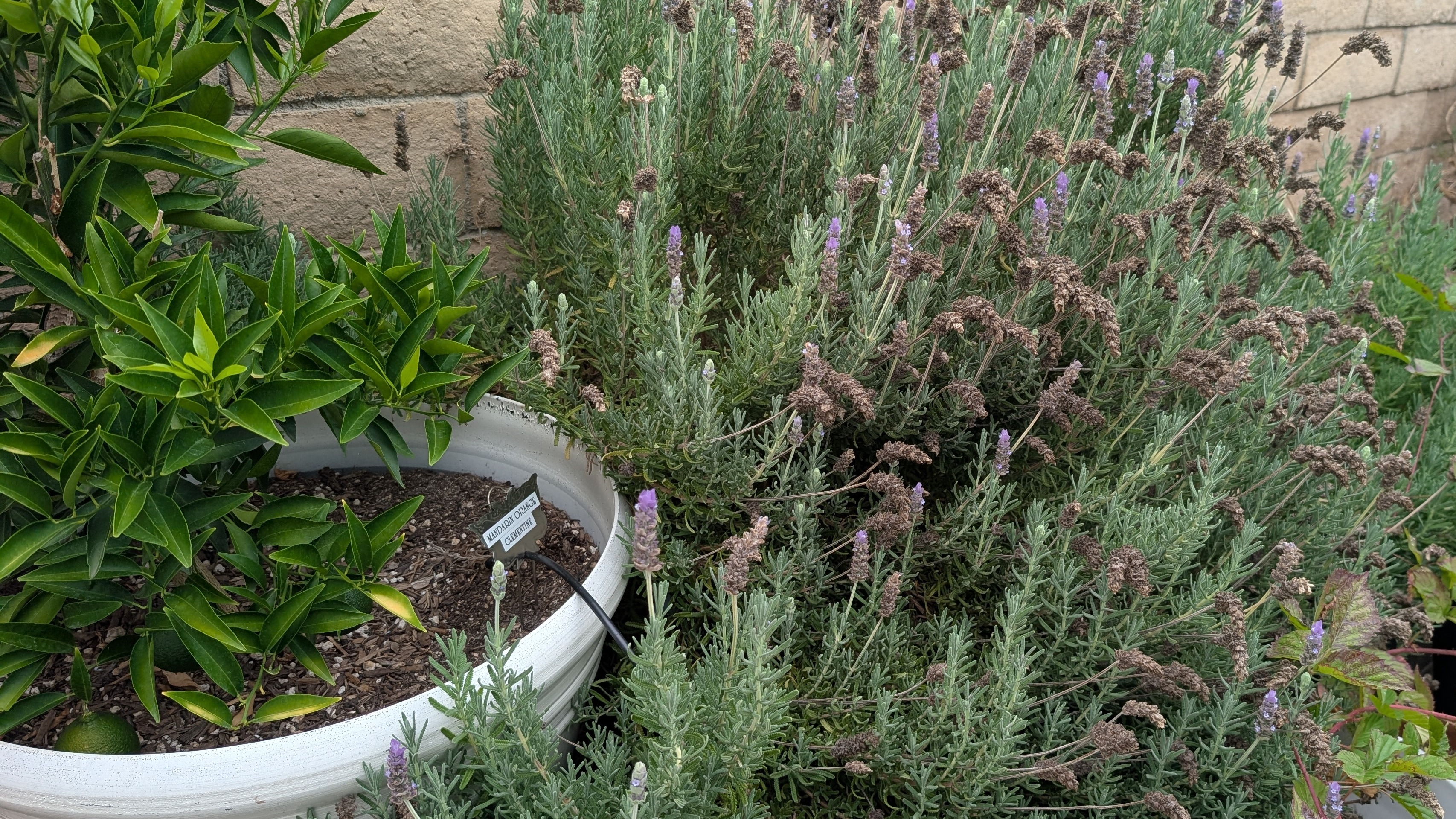 Thumbnail image 2 for Fresh Rosemary