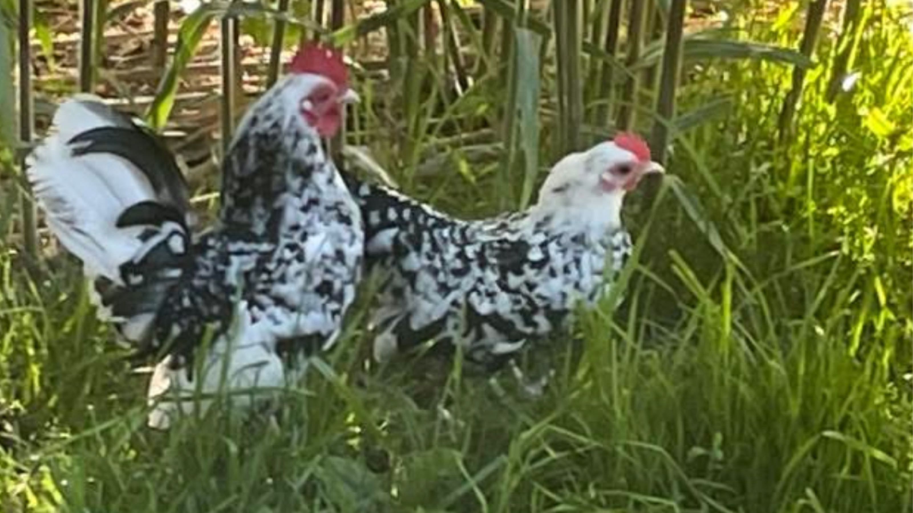 Thumbnail image 2 for Farm Fresh Eggs