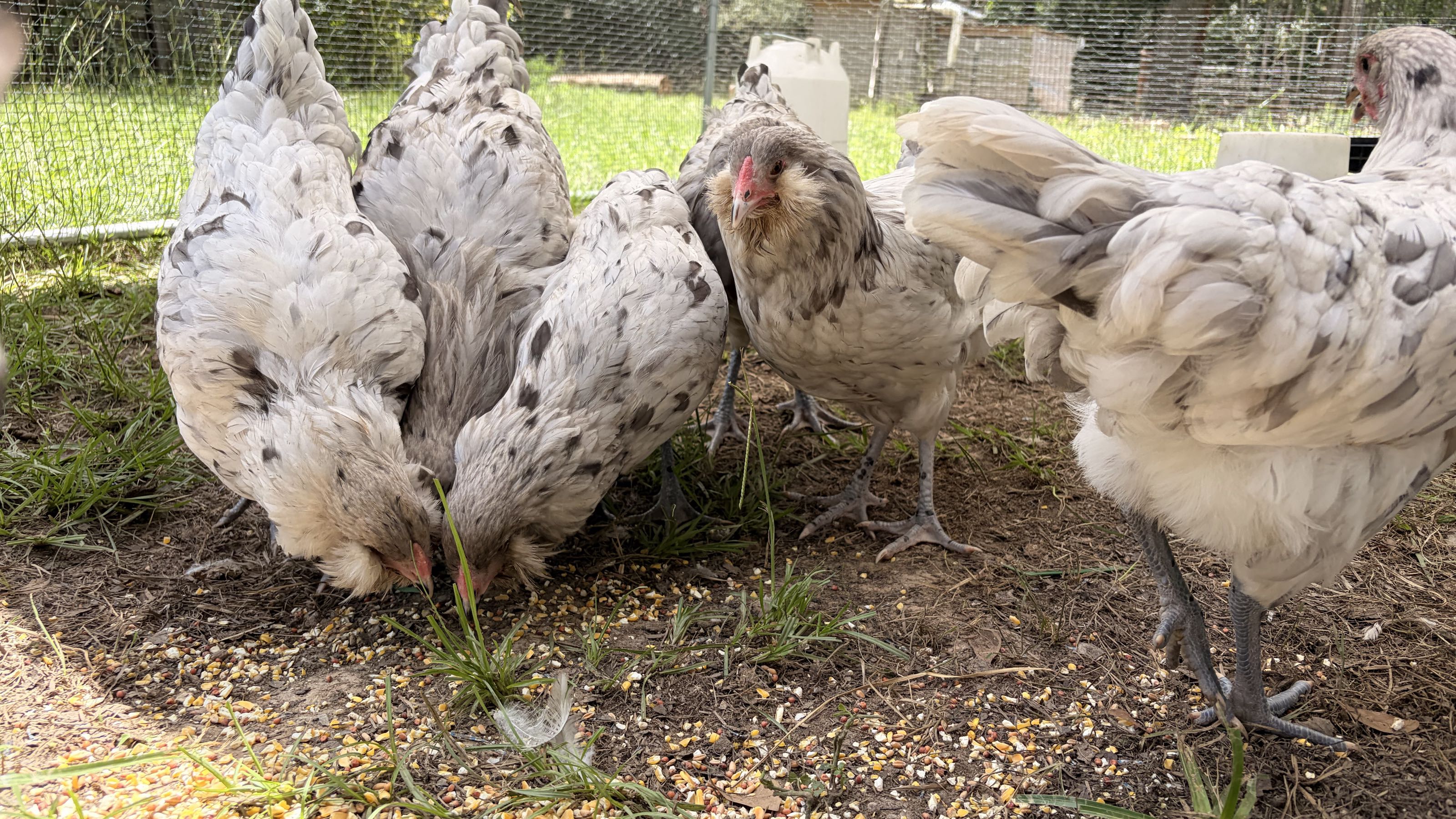 Thumbnail image 2 for Splash Ameraucana Rooster 15$