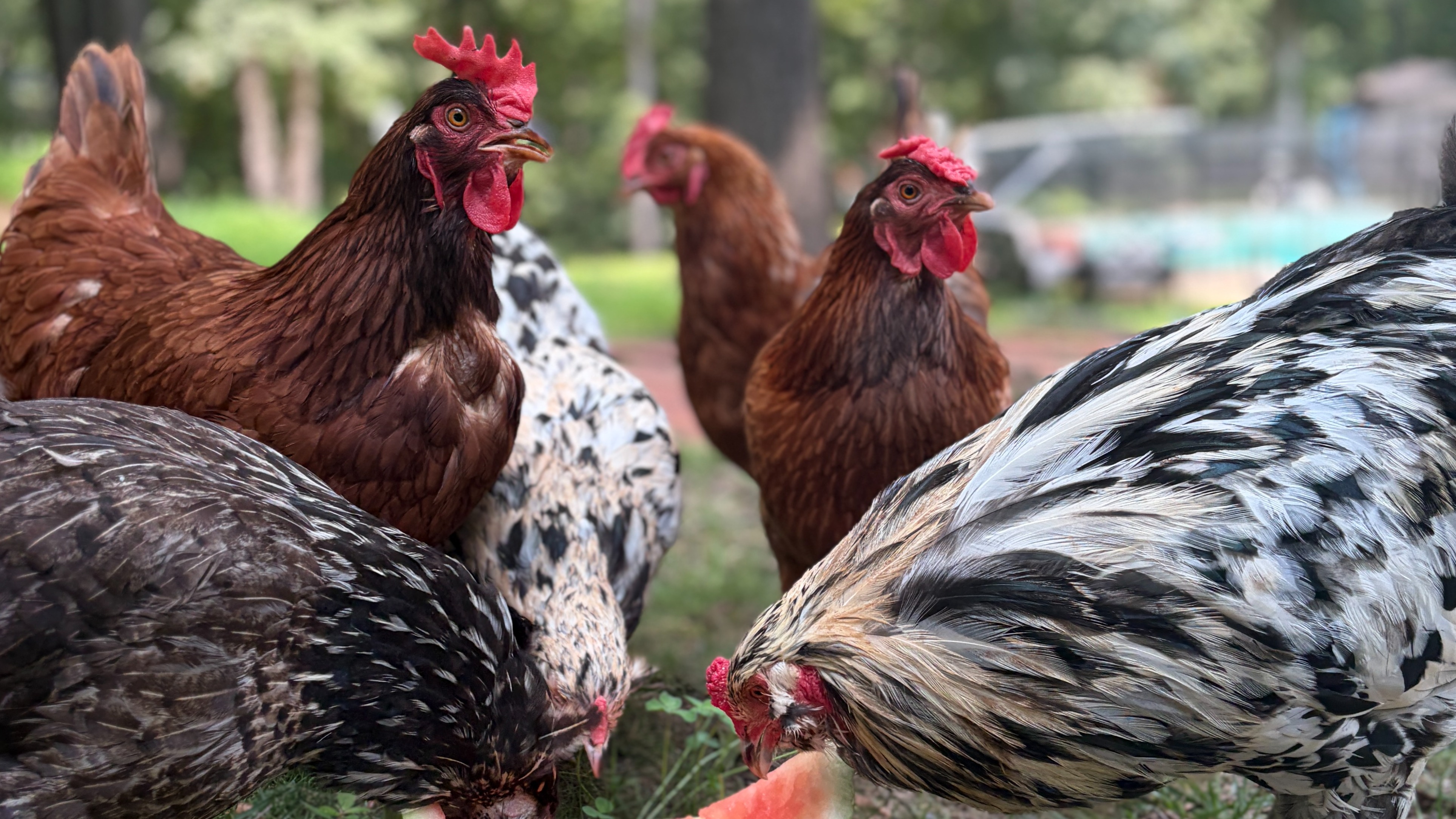 Thumbnail image 3 for Free-Range Eggs - Half Dozen