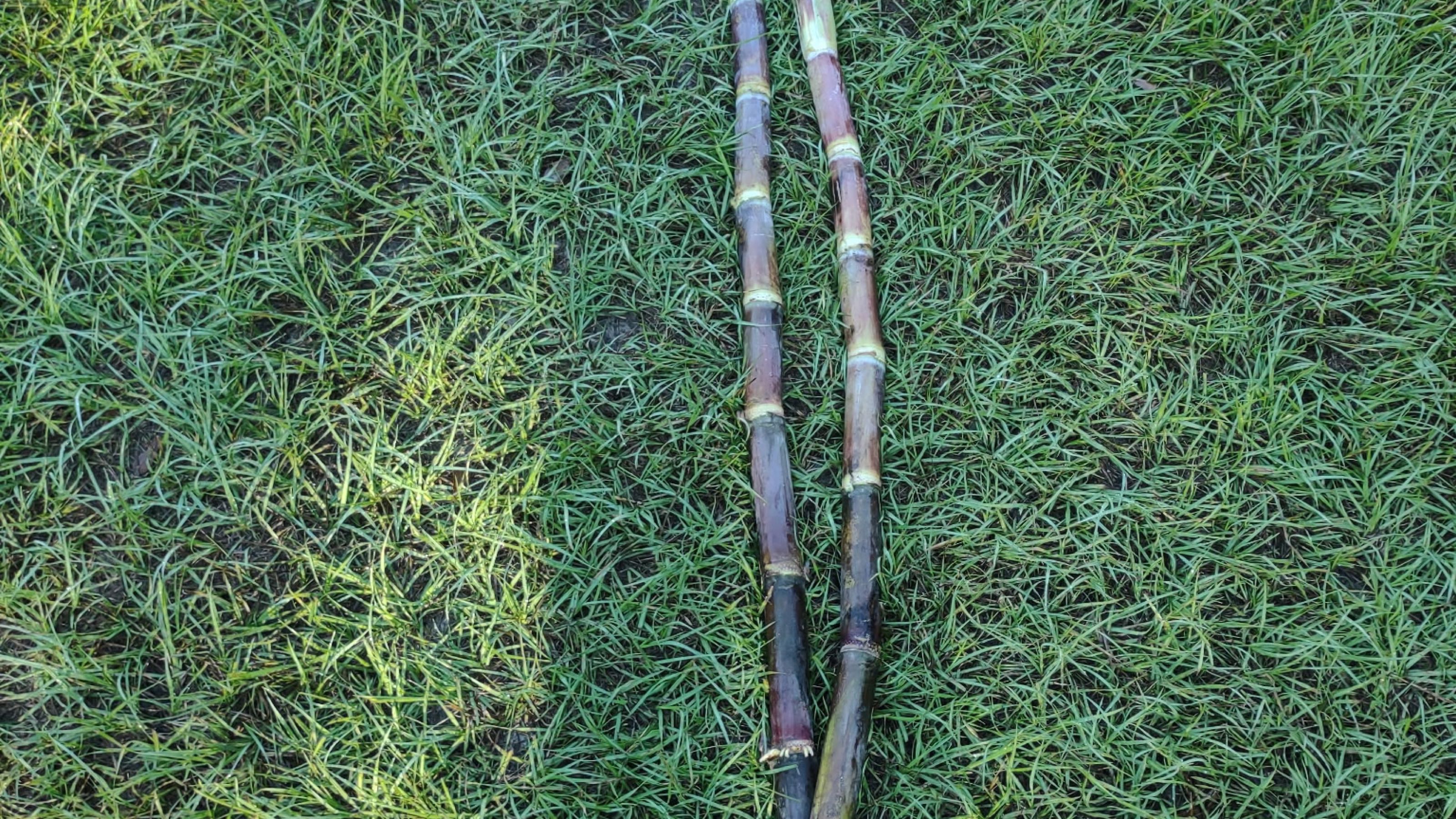 Thumbnail image 2 for Cane Syrup