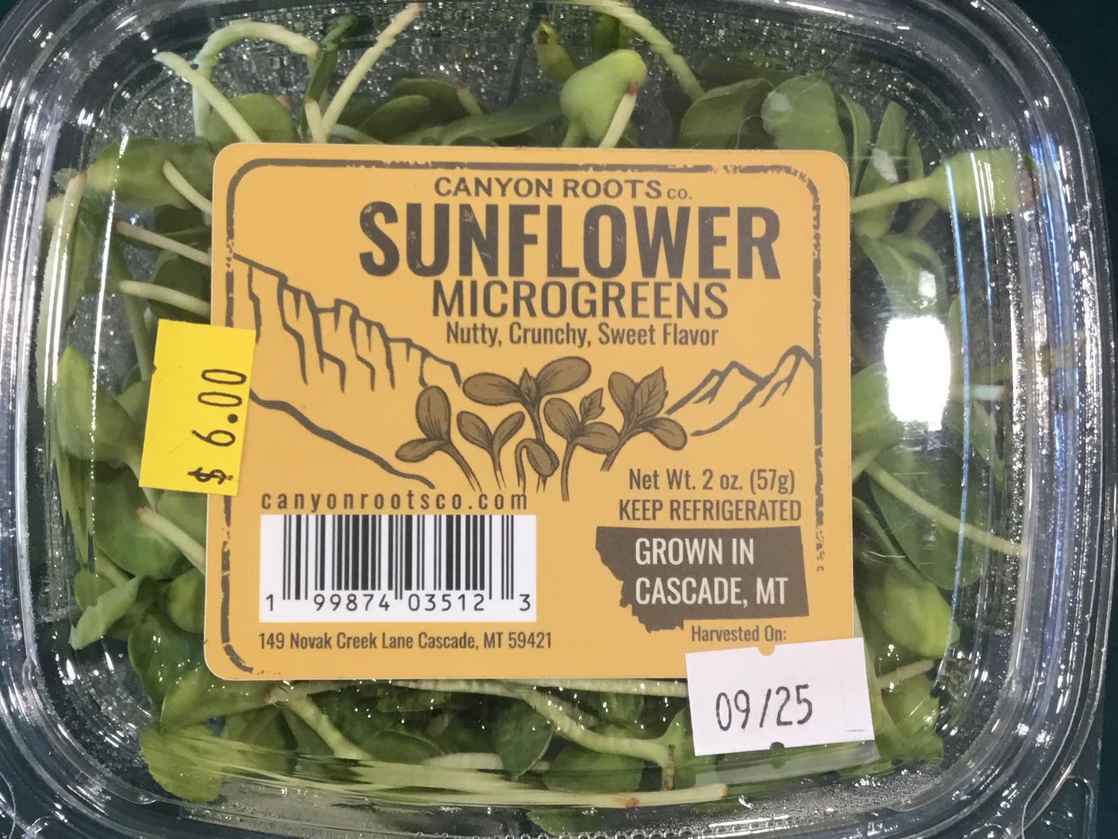 CRC - LAST CHANCE Sunflower Microgreens
