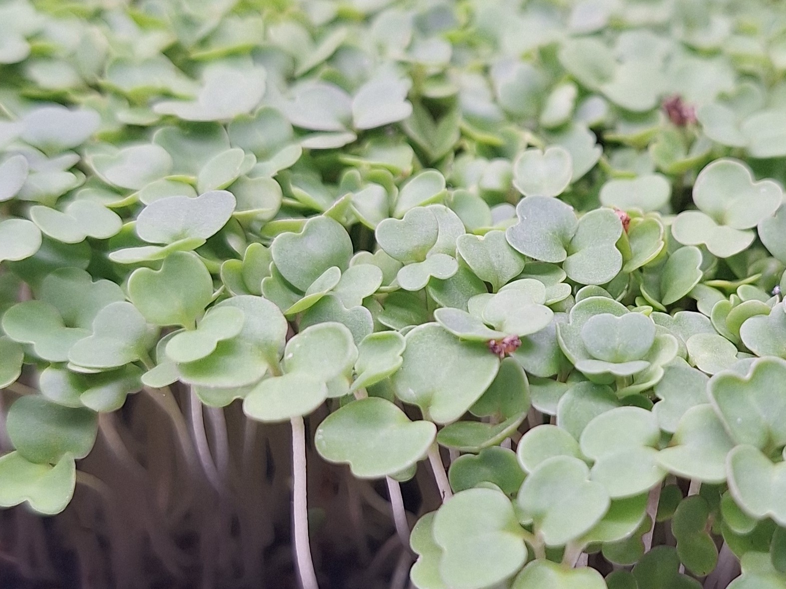 Arugula Microgreens - 2 oz. 