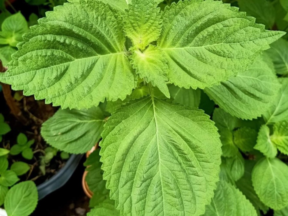 Green Perilla/Shiso