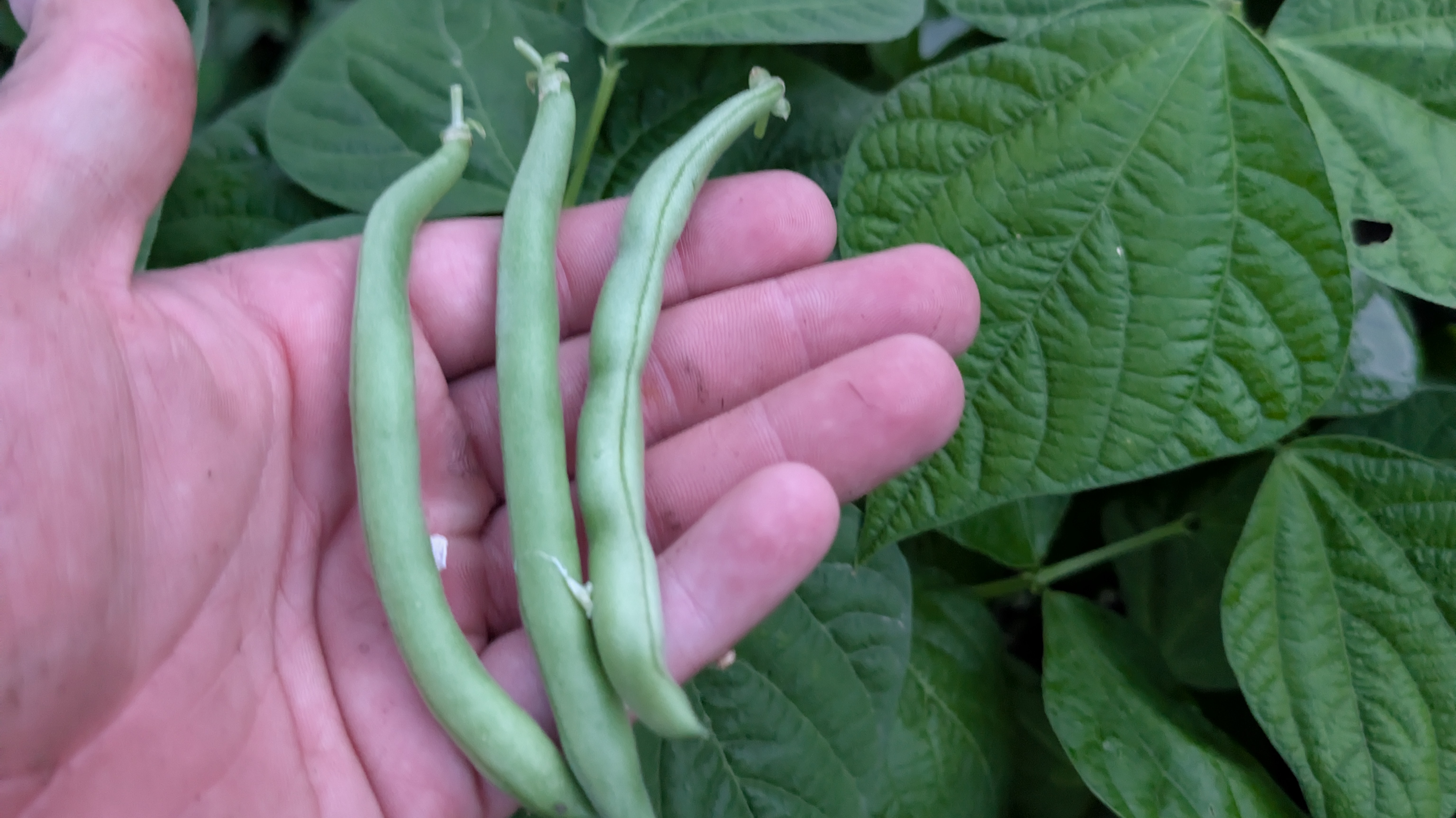 Thumbnail image 2 for Blue lake Green beans