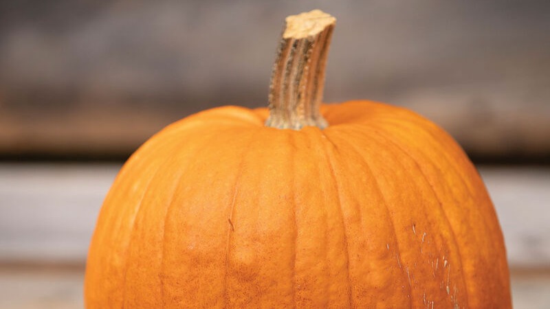 START large - Pumpkin - New England Pie