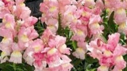 Apple Blossom Snapdragon