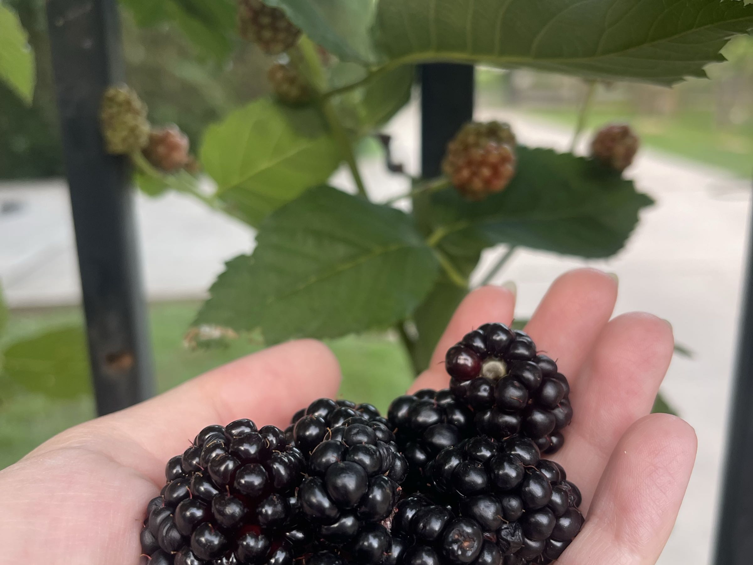 Thumbnail image 2 for Blackberry Jam 