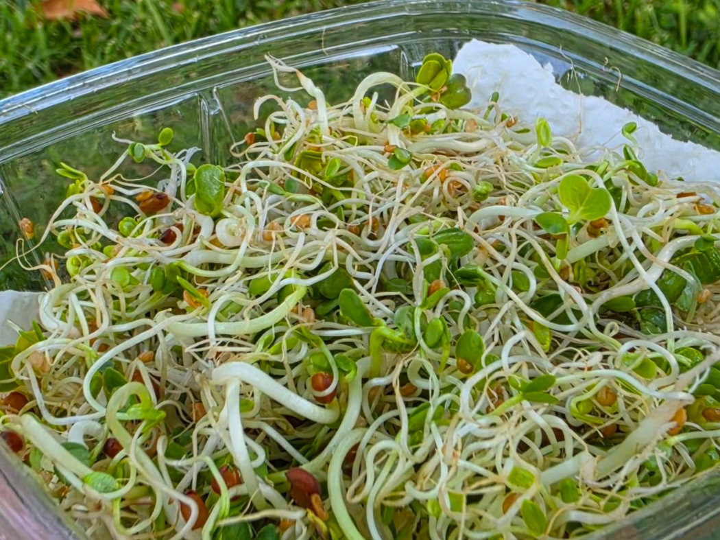 Sandwich Sprouts